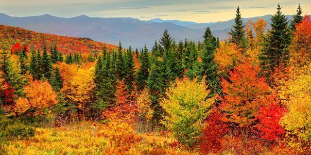 iStock-Fall-foliage-1.jpg