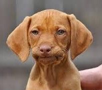 disappointed dog.jpg