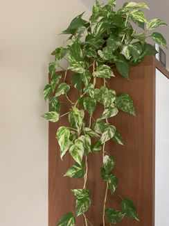 flowers.jpg