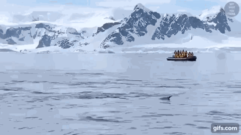 penguin.GIF