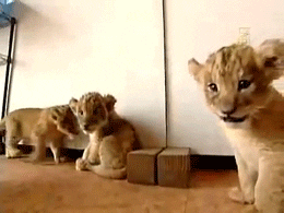 giphy (5).gif