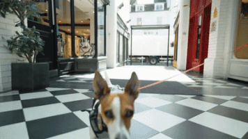gif 1.gif