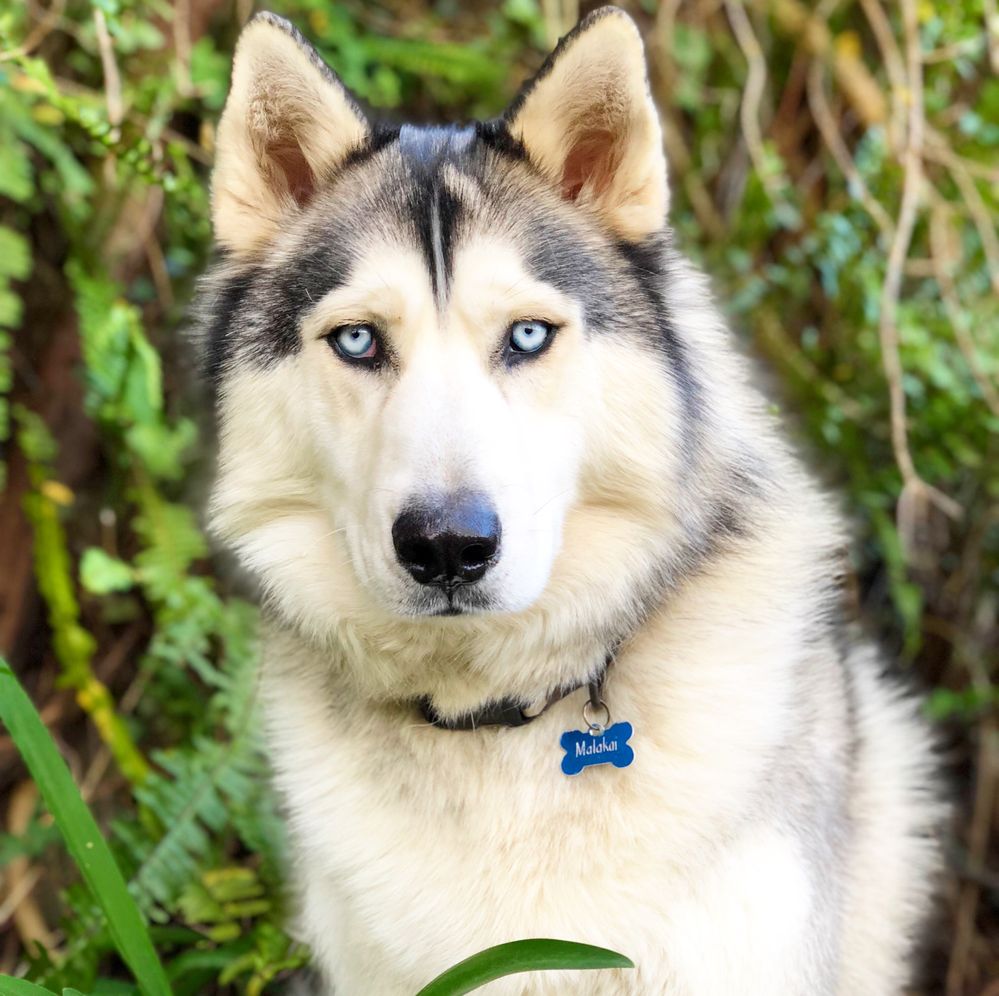 Husky.JPG