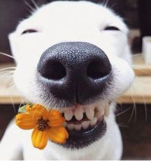 happydog.jpeg