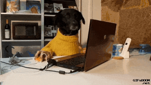 giphy-_2_ (1).gif