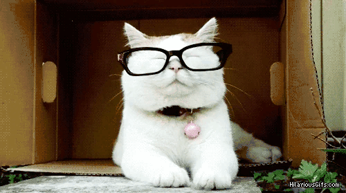 giphy-_2_ (2).gif