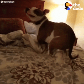 giphy