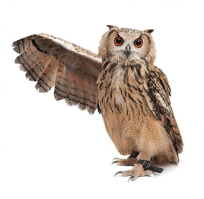 owl.jpg