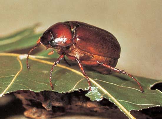 June-beetle