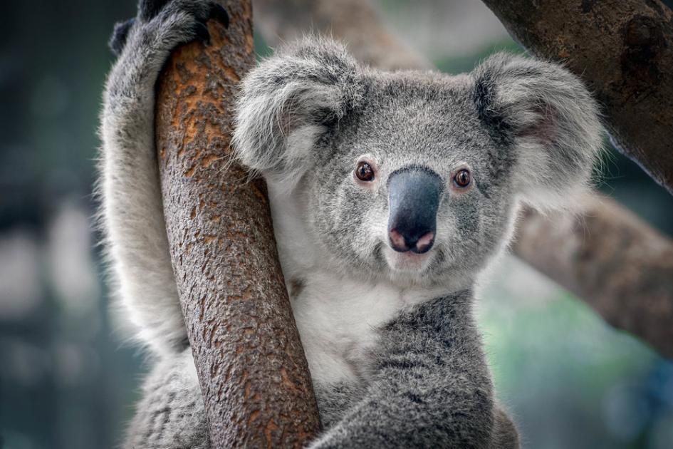 Koala.jpg