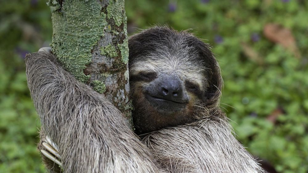 sloth-wallpaper-1.jpg