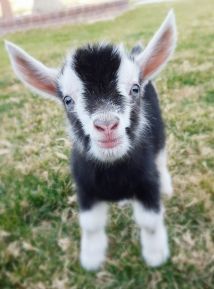 baby goat2 30pct.jpg