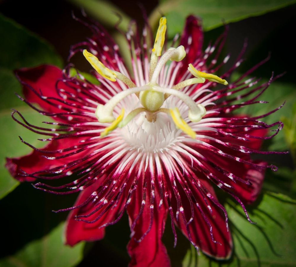 Pink Passion flower.jpg