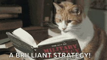 cat-military-strategy.gif cat-military-strategy.gif