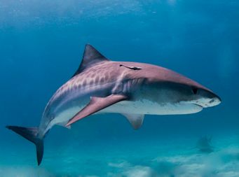 1200px-Tiger_shark.jpg