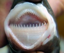 Some_image.width-800.201007a.jpg