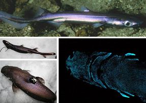 Velvet-Belly-Lantern-Sharks1.jpg