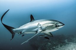SEIFERT.ThresherShark__opt.jpeg