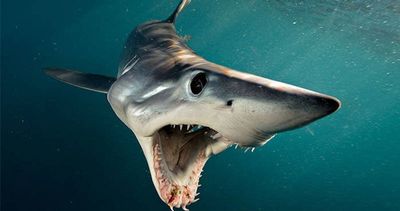 mako-open-mouth-og.jpg