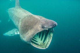 _87317757_baskingshark.jpg