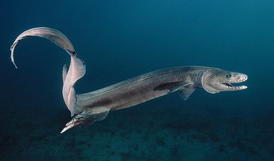frilled-shark.jpg