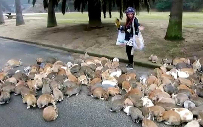 rabbit.png